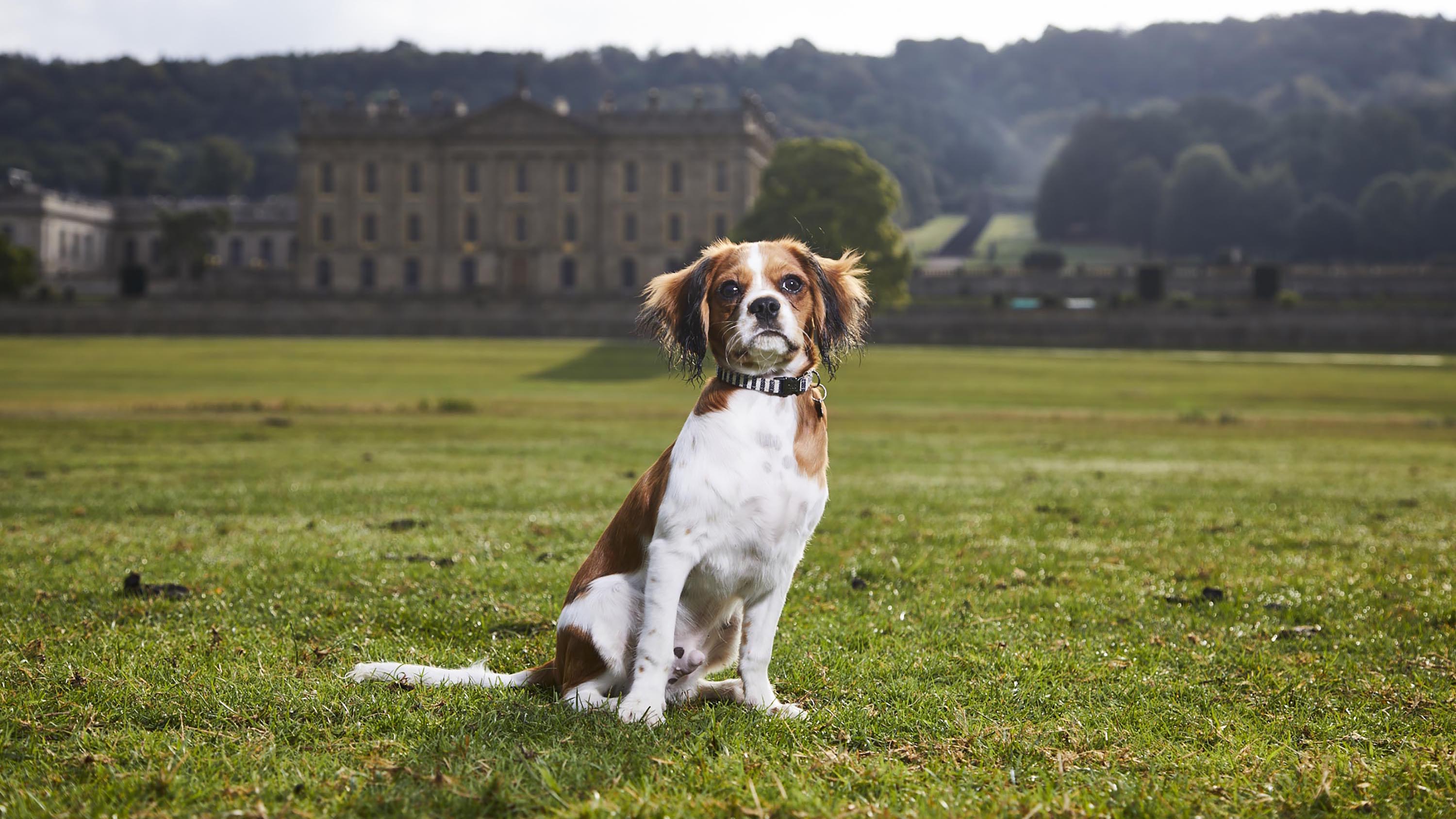 Can a group of puppies be trained to improve their owners' lives? Welcome to "Puppy School"